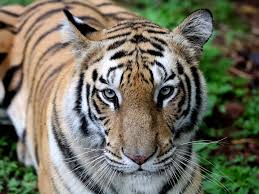 Afbeeldingsresultaat voor tijgers