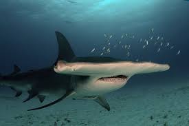 Image result for Sphyrna zygaena