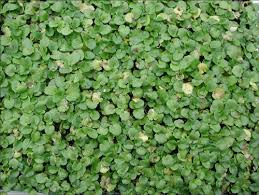 Attēlu rezultāti vaicājumam “Viola epipsila leaf”