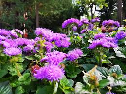 Image result for Ageratum mexicanum