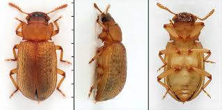 Attēlu rezultāti vaicājumam “Bolitophagus reticulatus larva”