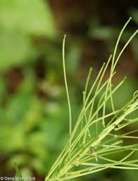 Attēlu rezultāti vaicājumam “Erysimum hieracifolium”