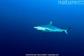Image result for Carcharhinus amblyrhynchos