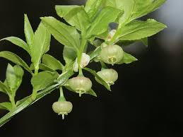 Attēlu rezultāti vaicājumam “Vaccinium myrtillus flower”