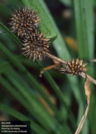 Attēlu rezultāti vaicājumam “Sparganium neglectum fruit”