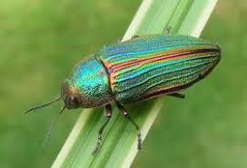 Attēlu rezultāti vaicājumam “Gaurotes virginea”