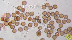 Attēlu rezultāti vaicājumam “Symphytocarpus trechisporus spores”