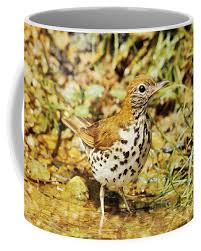 Image result for Hylocichla mustelina