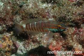 Image result for Serranus atricauda