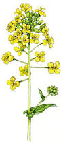 Attēlu rezultāti vaicājumam “Brassica napus flower”