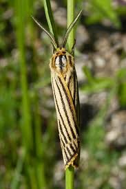 Attēlu rezultāti vaicājumam “Spiris striata”