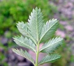 Attēlu rezultāti vaicājumam “Argentina anserina”