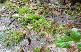 Attēlu rezultāti vaicājumam “Sphagnum squarrosum sporophyte”