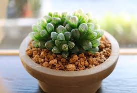 Image result for Haworthia mix