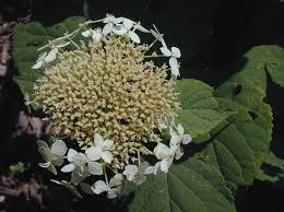 Attēlu rezultāti vaicājumam “Hydrangea arborescens flower”