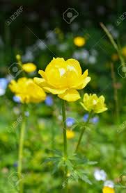 Attēlu rezultāti vaicājumam “Trollius europaeus flower”