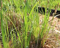 Attēlu rezultāti vaicājumam “Carex riparia”