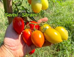 Afbeeldingsresultaat voor principe borghese tomato