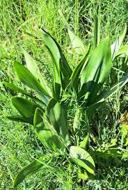 Attēlu rezultāti vaicājumam “Colchicaceae”
