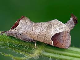 Attēlu rezultāti vaicājumam “Clostera curtula”