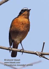 Image result for Phoenicurus moussieri