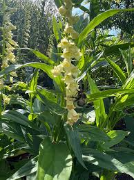 Image result for Digitalis lutea