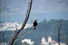 Common raven or northern raven - via Daymix