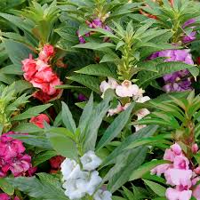 Image result for Impatiens balsamina
