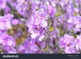 Attēlu rezultāti vaicājumam “Rhododendron sichotense”