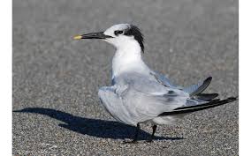 Attēlu rezultāti vaicājumam “Sterna sandvicensis adult”