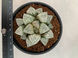 Image result for Haworthia