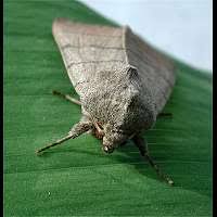 Attēlu rezultāti vaicājumam “Charanyca trigrammica”