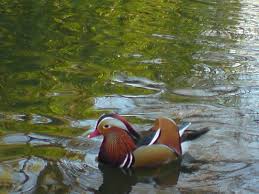 Attēlu rezultāti vaicājumam “Aix galericulata”