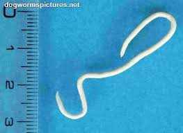 Image result for cestoda excrement dog