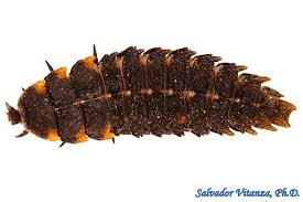 Attēlu rezultāti vaicājumam “Lycidae”