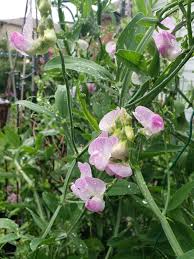 Attēlu rezultāti vaicājumam “Lathyrus latifolius fruit”