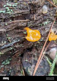 Attēlu rezultāti vaicājumam “Dacrymyces chrysospermus spores”