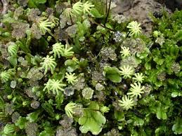 Attēlu rezultāti vaicājumam “Marchantia polymorpha”