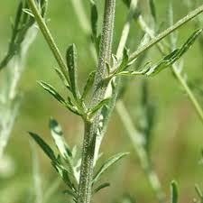 Attēlu rezultāti vaicājumam “Centaurea stoebe bud”