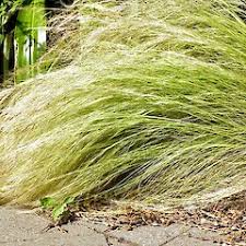 Attēlu rezultāti vaicājumam “Najas tenuissima leaf”
