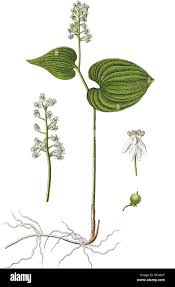 Attēlu rezultāti vaicājumam “Maianthemum bifolium leaf”