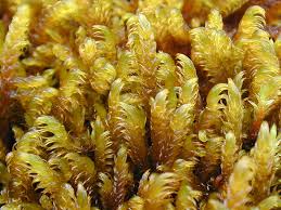 Attēlu rezultāti vaicājumam “Palustriella falcata”