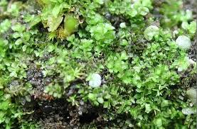 Attēlu rezultāti vaicājumam “Scapania”