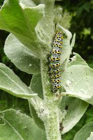 Attēlu rezultāti vaicājumam “Cucullia verbasci”