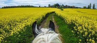 Image result for Stoneleigh Riding Club