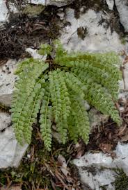 Attēlu rezultāti vaicājumam “Asplenium viride”