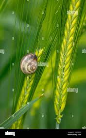 Attēlu rezultāti vaicājumam “Hordeum vulgare fruit”