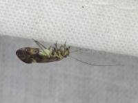 Attēlu rezultāti vaicājumam “Metylophorus nebulosus”