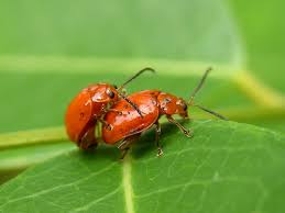 Attēlu rezultāti vaicājumam “Alticinae”