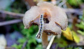 Attēlu rezultāti vaicājumam “Enteridium variabile macro”